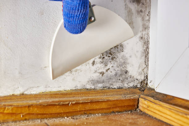American Canyon, CA Mold Removal Company